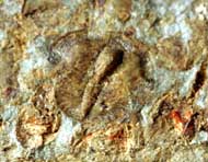 Lloydolithus lloydi (MURCHISON, 1839)