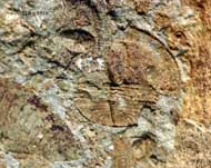 Lloydolithus lloydi (MURCHISON, 1839)