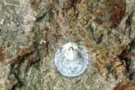 Lloydolithus lloydi (MURCHISON, 1839)