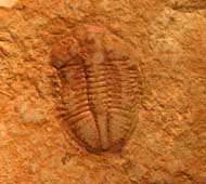 Ogyginus corndensis (MURCHISON,1839)