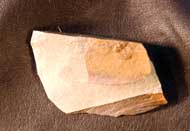 Trinucleus abruptus Hughes, 1971