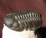 Phacops (Barrandeops) ovatus McKellar & Chatterton 2009