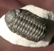 Phacops (Barrandeops) ovatus McKellar & Chatterton 2009