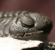 Phacops (Barrandeops) ovatus McKellar & Chatterton 2009
