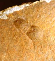 Grandagnostus falunensis