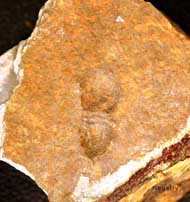Grandagnostus falunensis