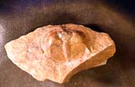 Salterolithus caractici