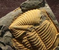 Coronocephalus gaoluoensis (Wu, 1979)