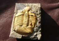 Coronocephalus gaoluoensis (Wu, 1979)