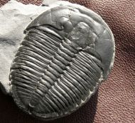 Elrathia kingii (Meek 1870)