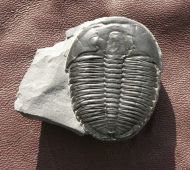 Elrathia kingii (Meek 1870)