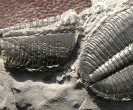 Elrathia kingii (Meek 1870)