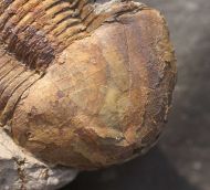 Ectillaenus katzeri (Barrande, 1872)