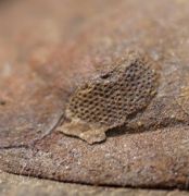 Ormathops atavus  (BARRANDE, 1872)