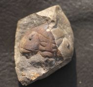 Ormathops atavus  (BARRANDE, 1872)