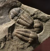 Ellipsocephalus hoffi (Schlotheim, 1823)