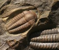 Ellipsocephalus hoffi (Schlotheim, 1823)