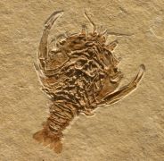 Eryon arctiformis SCHLOTHEIM 1820
