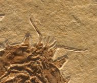 Eryon arctiformis SCHLOTHEIM 1820