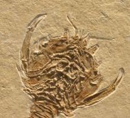 Eryon arctiformis SCHLOTHEIM 1820