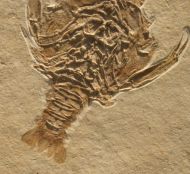 Eryon arctiformis SCHLOTHEIM 1820