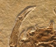 Eryon arctiformis SCHLOTHEIM 1820
