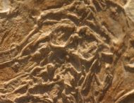 Eryon arctiformis SCHLOTHEIM 1820