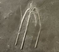 Furcaster palaeozoicus (Strtz, 1886)