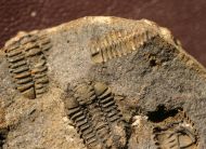 Placoparia barrandei (PRANTL at NAJDR,1956)