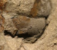 Pricyclopyge binodosa (Salter, 1859)