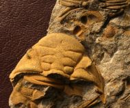 Dalmanitina socialis (BARRANDE, 1846)