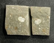 Otarion diffractum (Zenker, 1833)