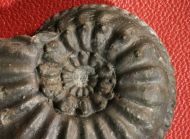 Amaltheus gibbosus (SCHLOTHEIM, 1820)