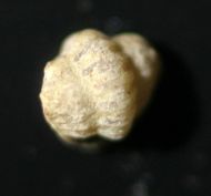 Bynumina lirae Kurtz 1975
