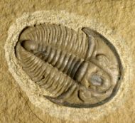 Weeksina unispina (Walcott, 1916)