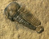 Nephalicephalus beebei