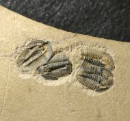 Modocia weeksensis