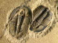Modocia weeksensis