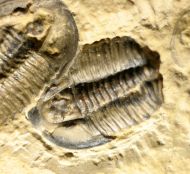 Modocia weeksensis