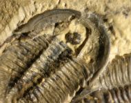 Modocia weeksensis