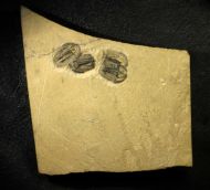 Modocia weeksensis