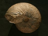 Macrocephalites verus Buckman 1922