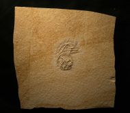 Comaturella pinnata GOLDFUSS 1886