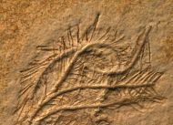 Comaturella pinnata GOLDFUSS 1886