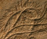 Comaturella pinnata GOLDFUSS 1886