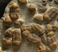 Symphysurus rouvillei (Tromelin & Grasset, 1877)