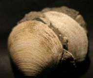 Glycymeris obovata (Lamarck, 1819)