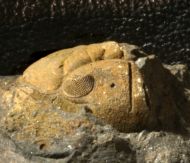 Ormathops atavus  (BARRANDE, 1872)