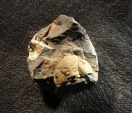 Ormathops atavus  (BARRANDE, 1872)