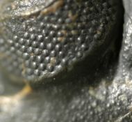 Reedops cephalotes hamlagdadianus Alberti 1983